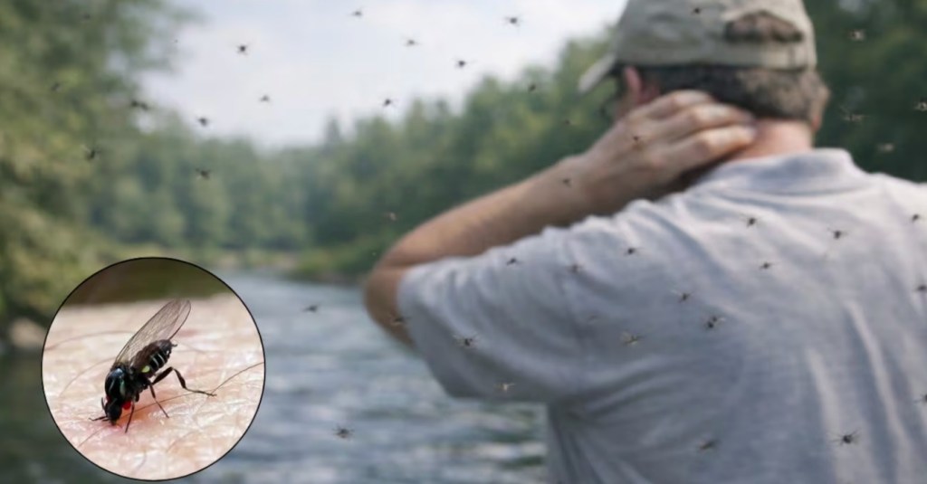 Advierten por la proliferación de barigüí en diversas zonas de la&nbsp;provincia