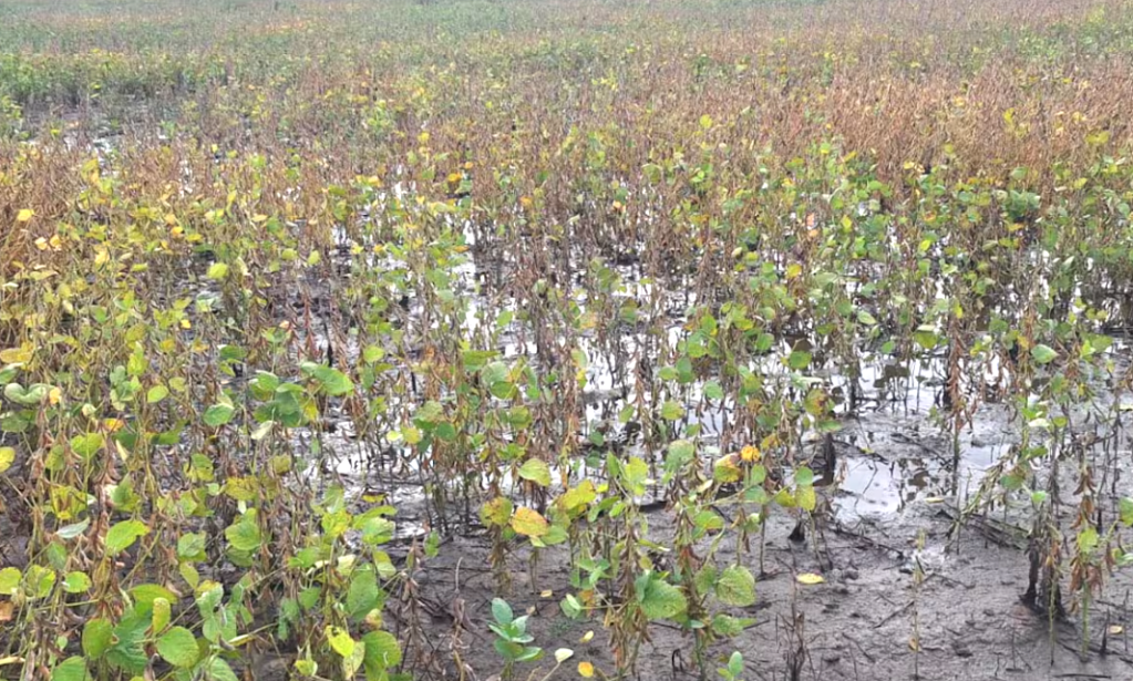 Cosecha bajo agua: el temporal pone en jaque la producción de soja en el corazón&nbsp;agrícola