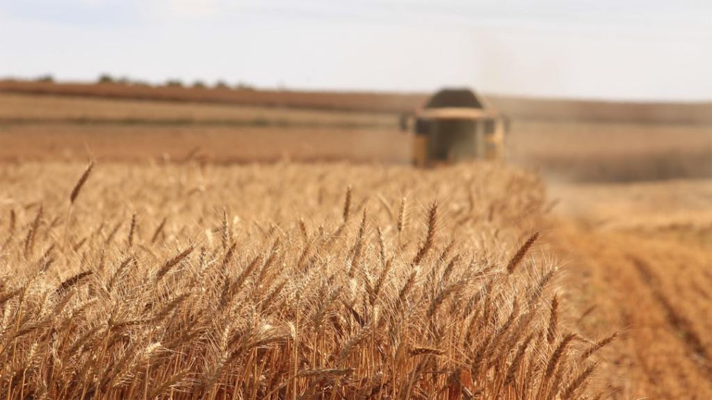 Menor costo en urea: ¿Que cultivos se verian&nbsp;beneficiados?