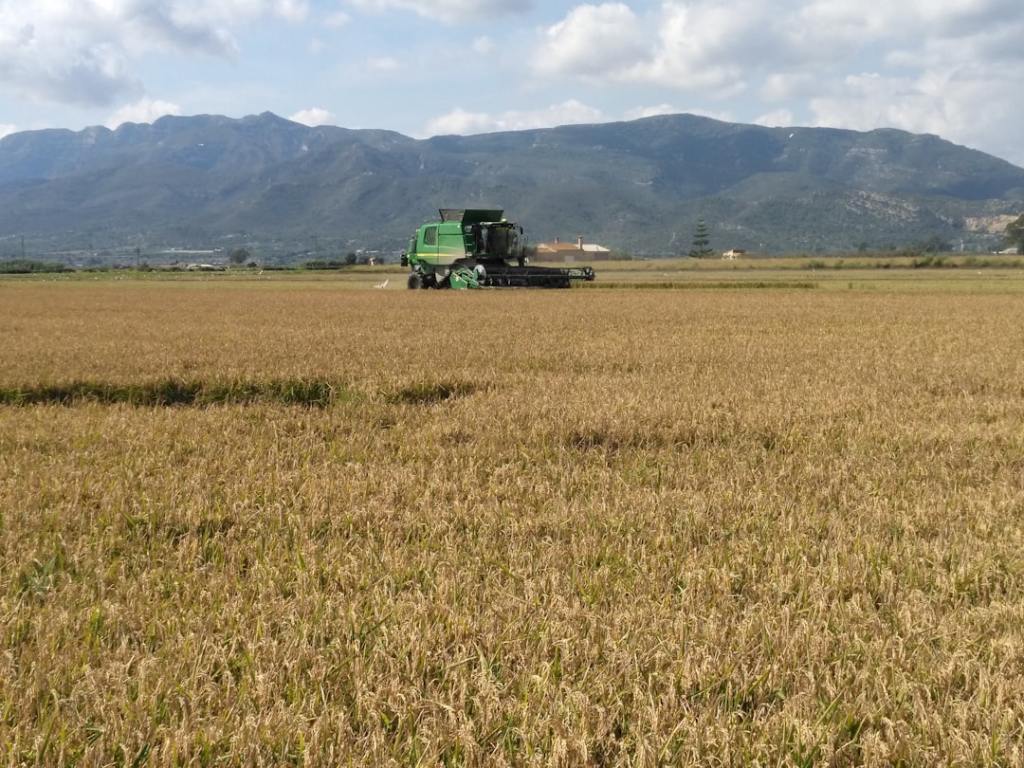 Exportaciones agroindustriales suben 17% en cinco meses de actividad