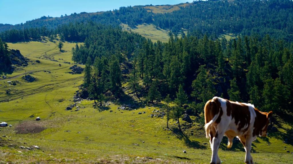Producción ganadera argentina: crece demanda por animales&nbsp;grandes