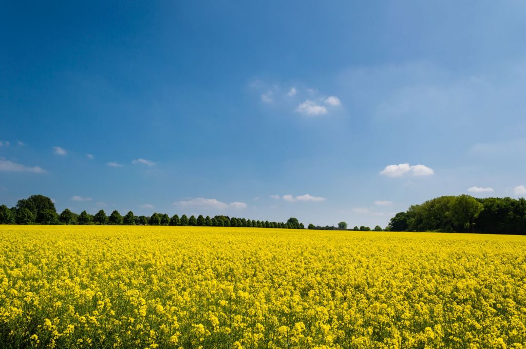 El menú agrícola se amplía: colza, cártamo y camelina ganan&nbsp;espacio