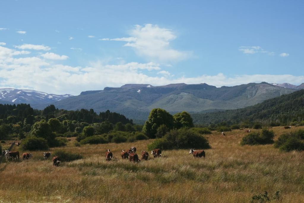 Nuevo cupo de carne en EE.UU.: Argentina no logra colarse en la&nbsp;asignación