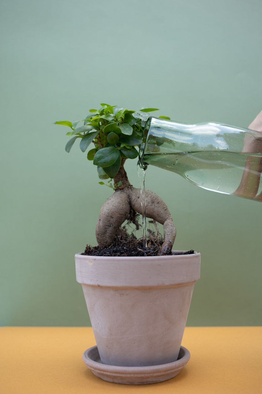 Raíces sin espacio: por qué el ficus amarillea cuando necesita&nbsp;maceta