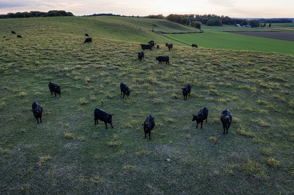 Tecnología en el campo: cómo la ganadería se digitaliza con&nbsp;precisión