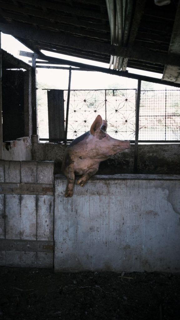 Cambio de dieta: por qué crece el consumo de cerdo frente a la carne&nbsp;vacuna