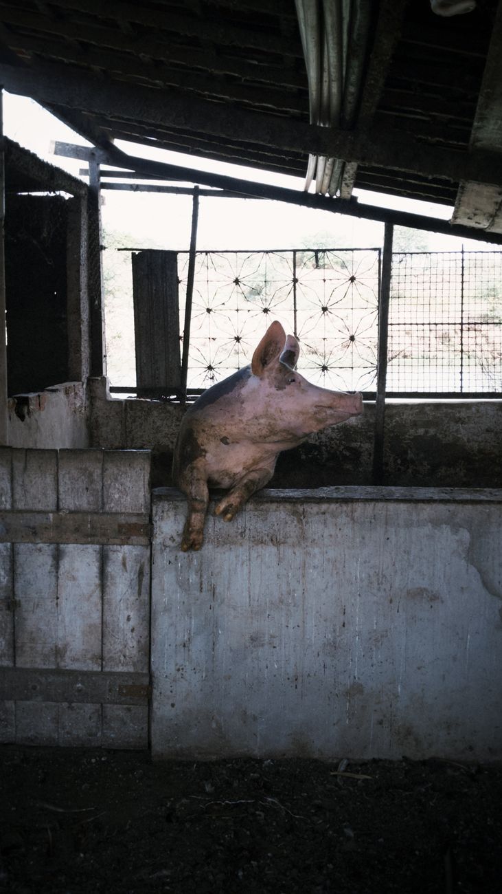 Cambio de dieta: por qué crece el consumo de cerdo frente a la carne&nbsp;vacuna