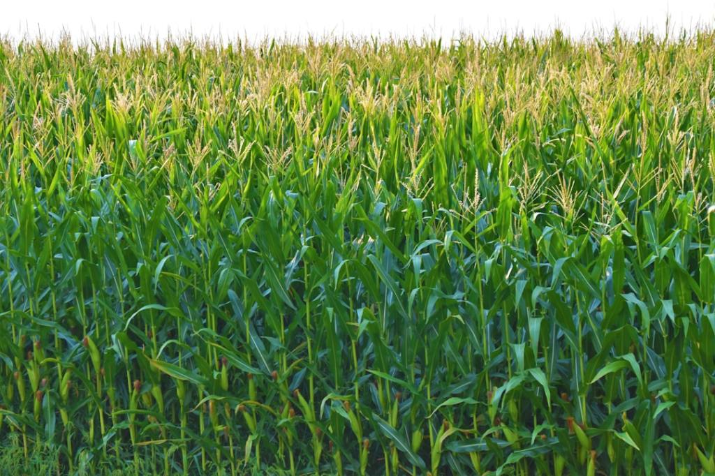 Venta de ganancias en cereales no logra superar el bloqueo del Mar&nbsp;Negro